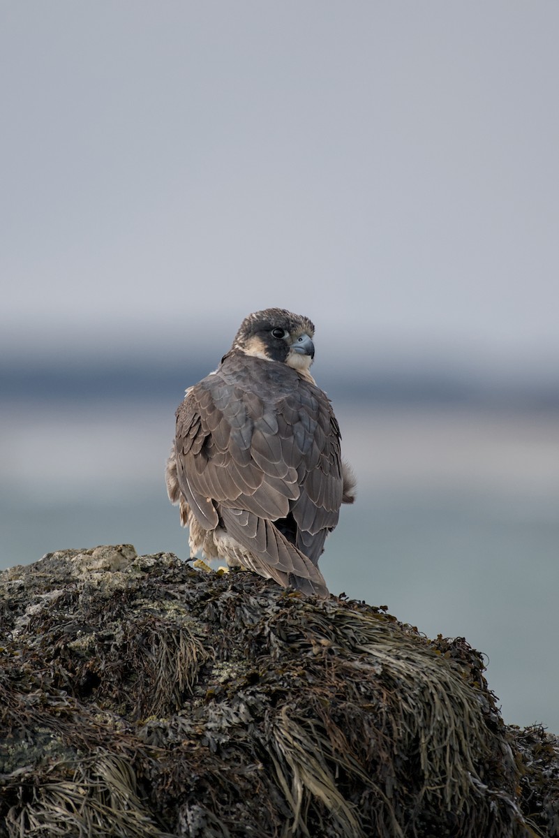 Gökdoğan - ML646176080