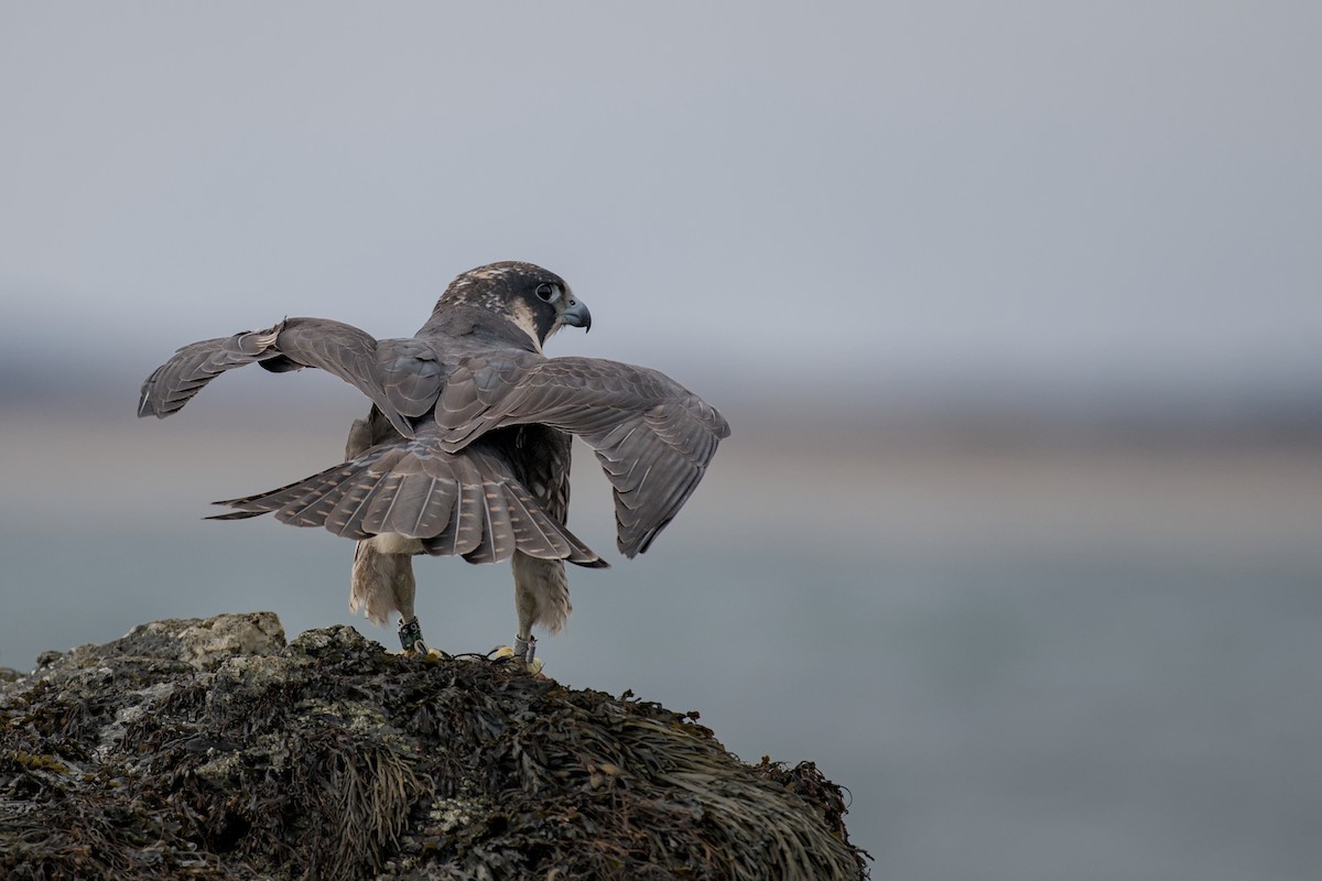 Gökdoğan - ML646176081