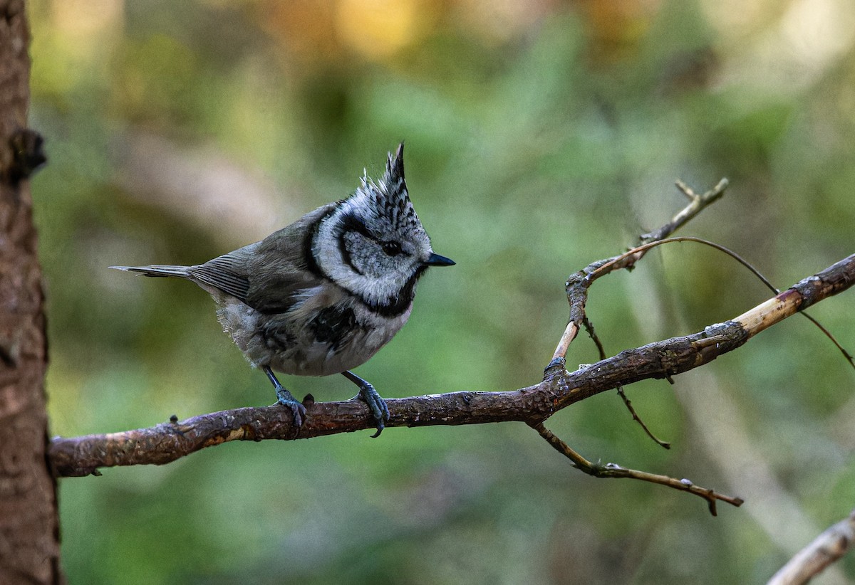 sýkora parukářka - ML646176082