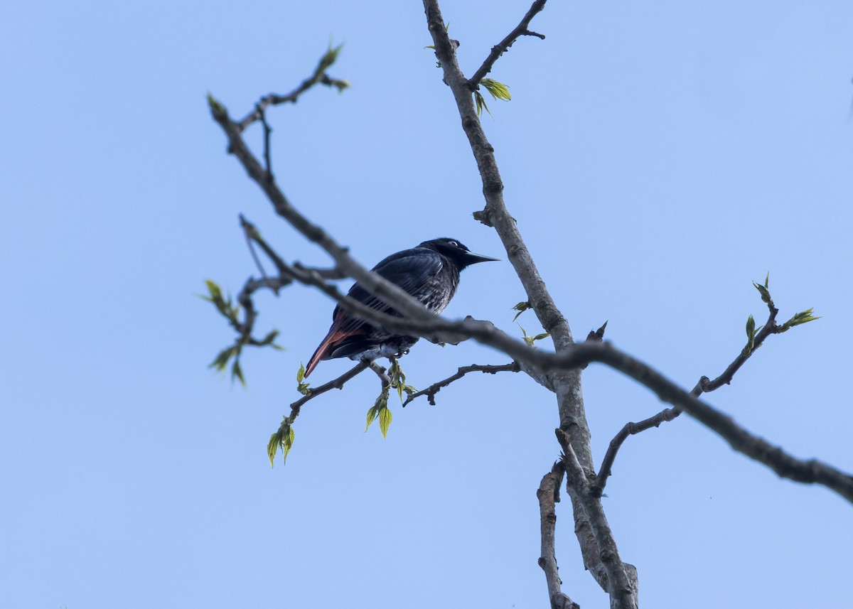 朱鸝 - ML646176083