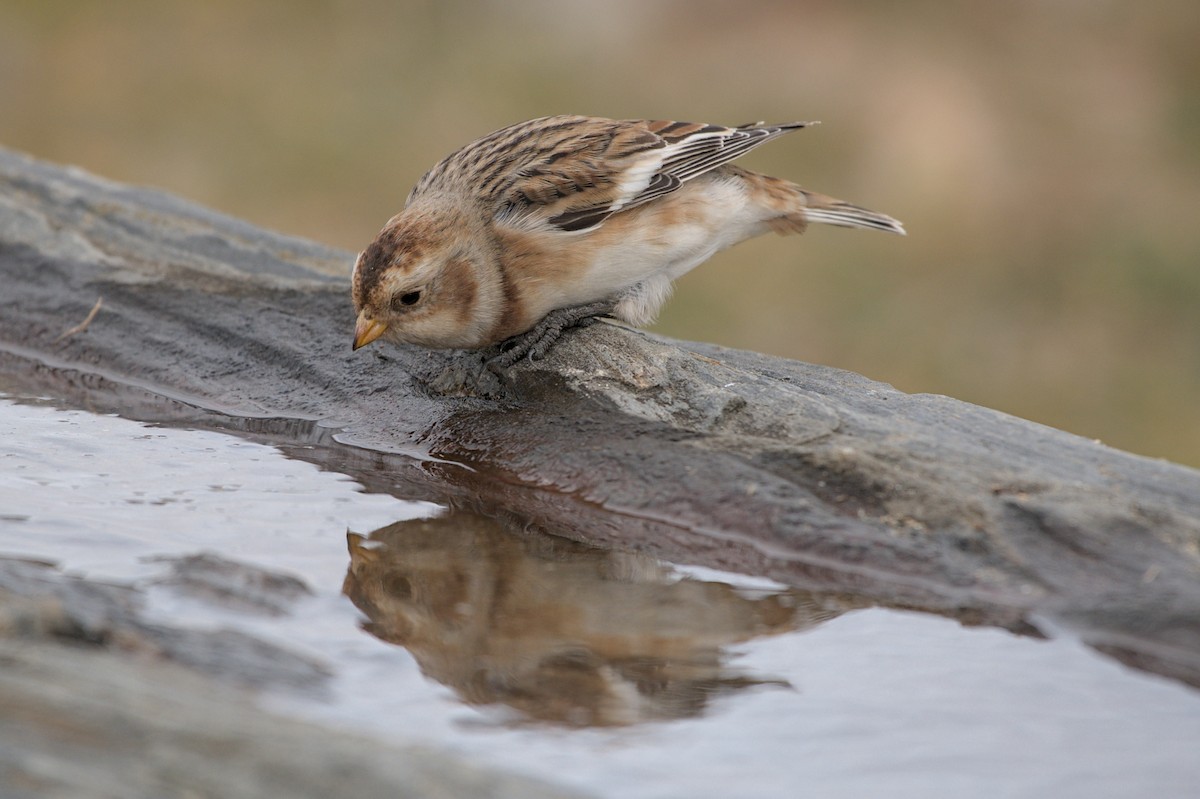 Alaca Çinte - ML646176084