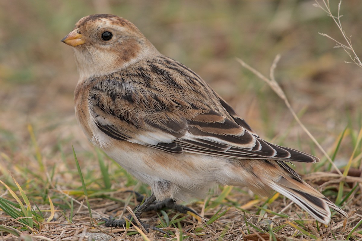 Alaca Çinte - ML646176085