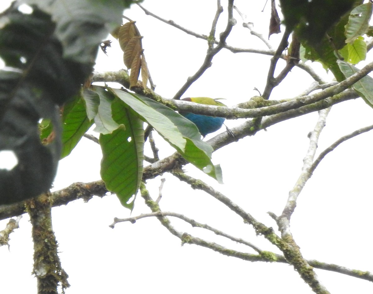 Calliste rouverdin - ML646176089