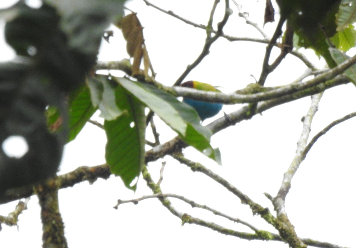 Calliste rouverdin - ML646176090