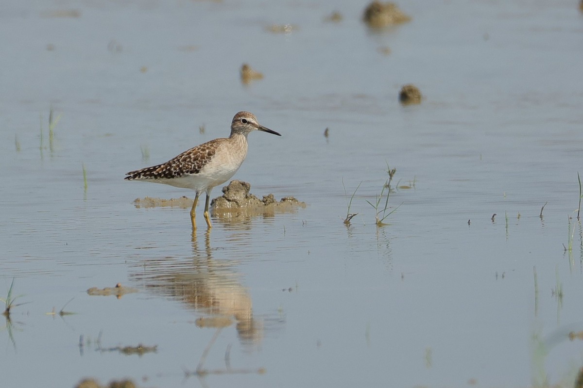 Wood Sandpiper - ML646176097