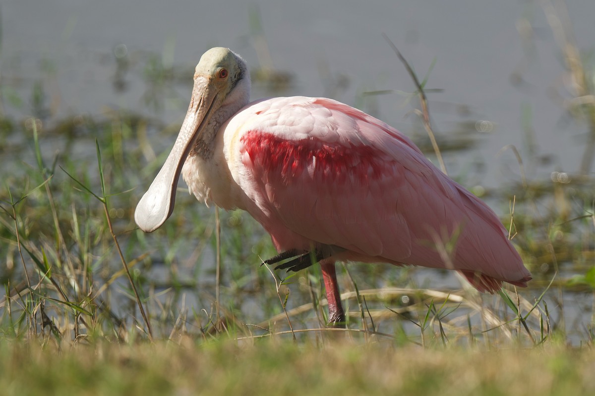 Roseate Spoonbill - ML646176105