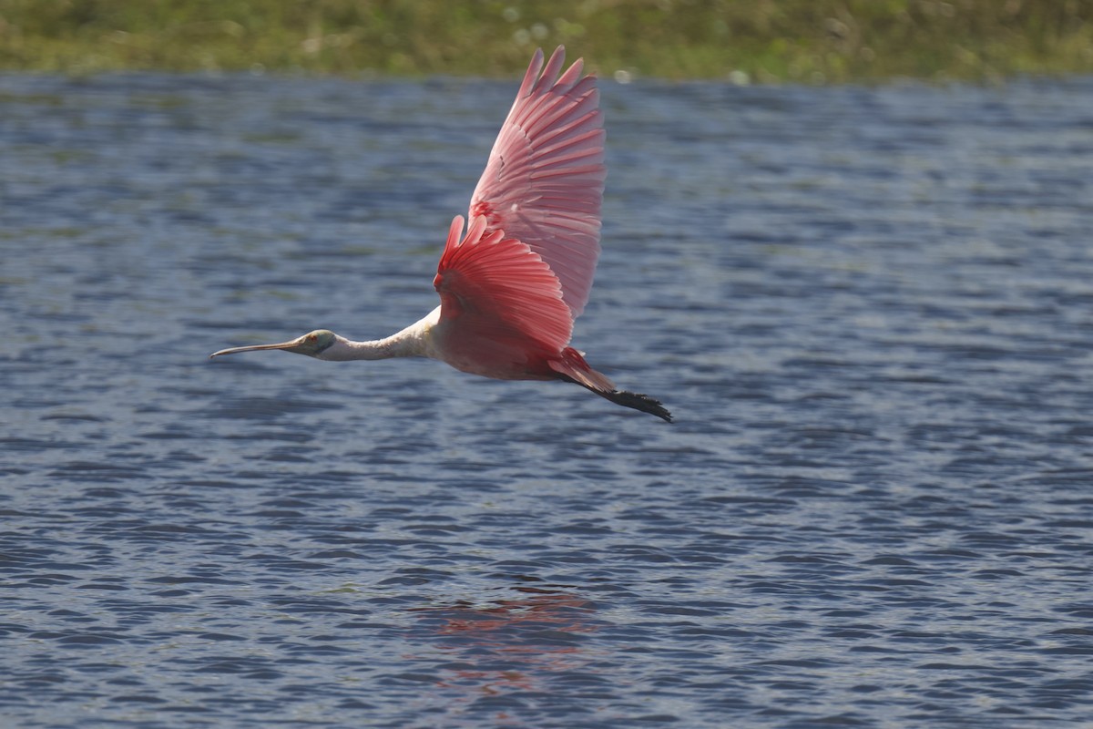 Roseate Spoonbill - ML646176110