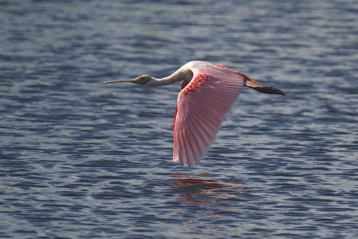 Roseate Spoonbill - ML646176111