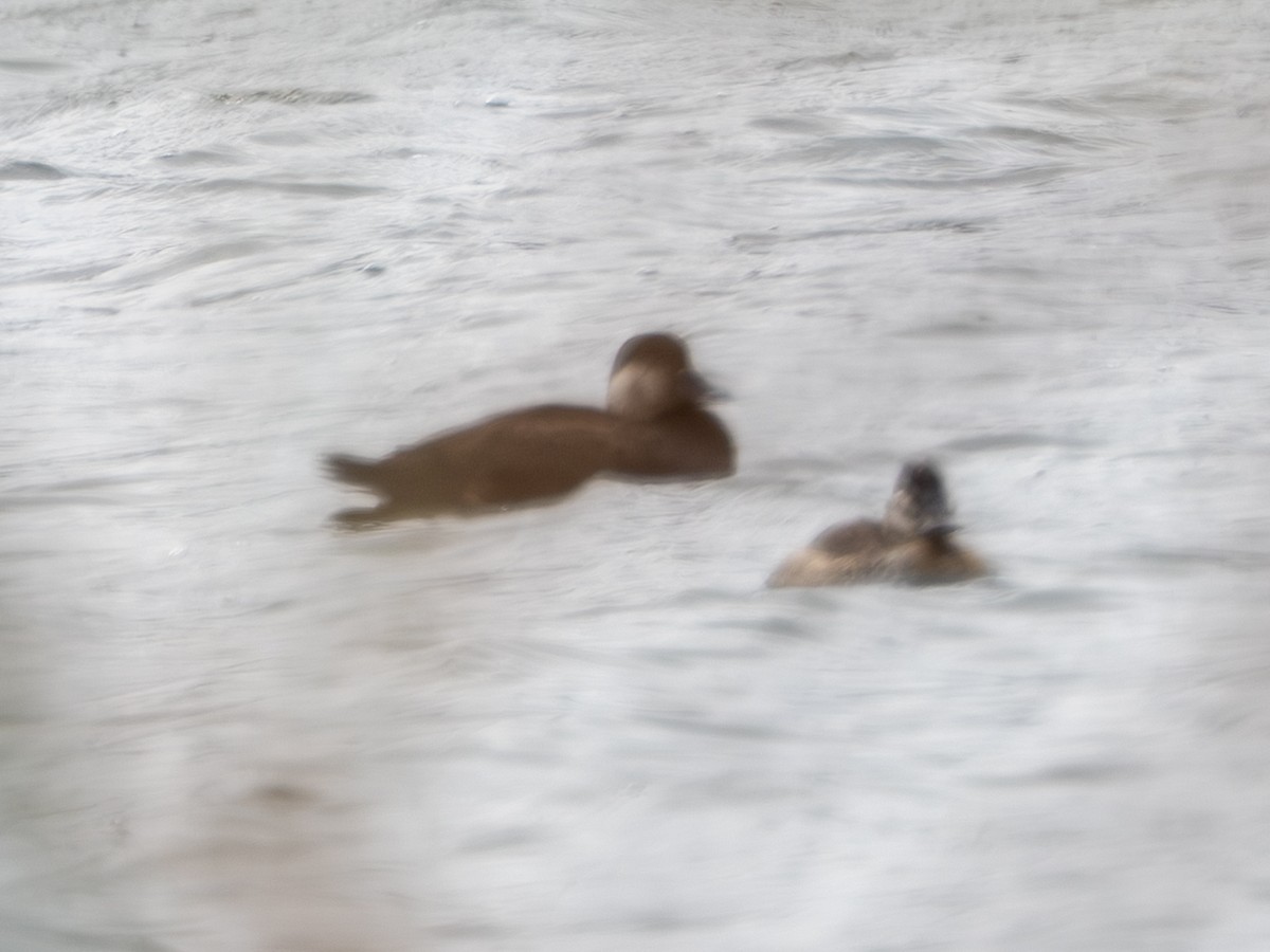 amerikasvartand - ML646176112