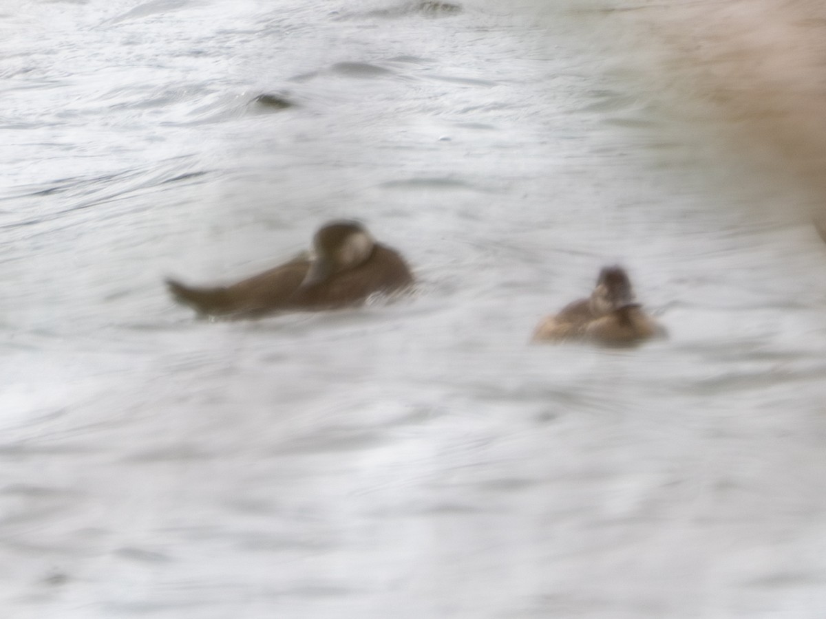 amerikasvartand - ML646176113