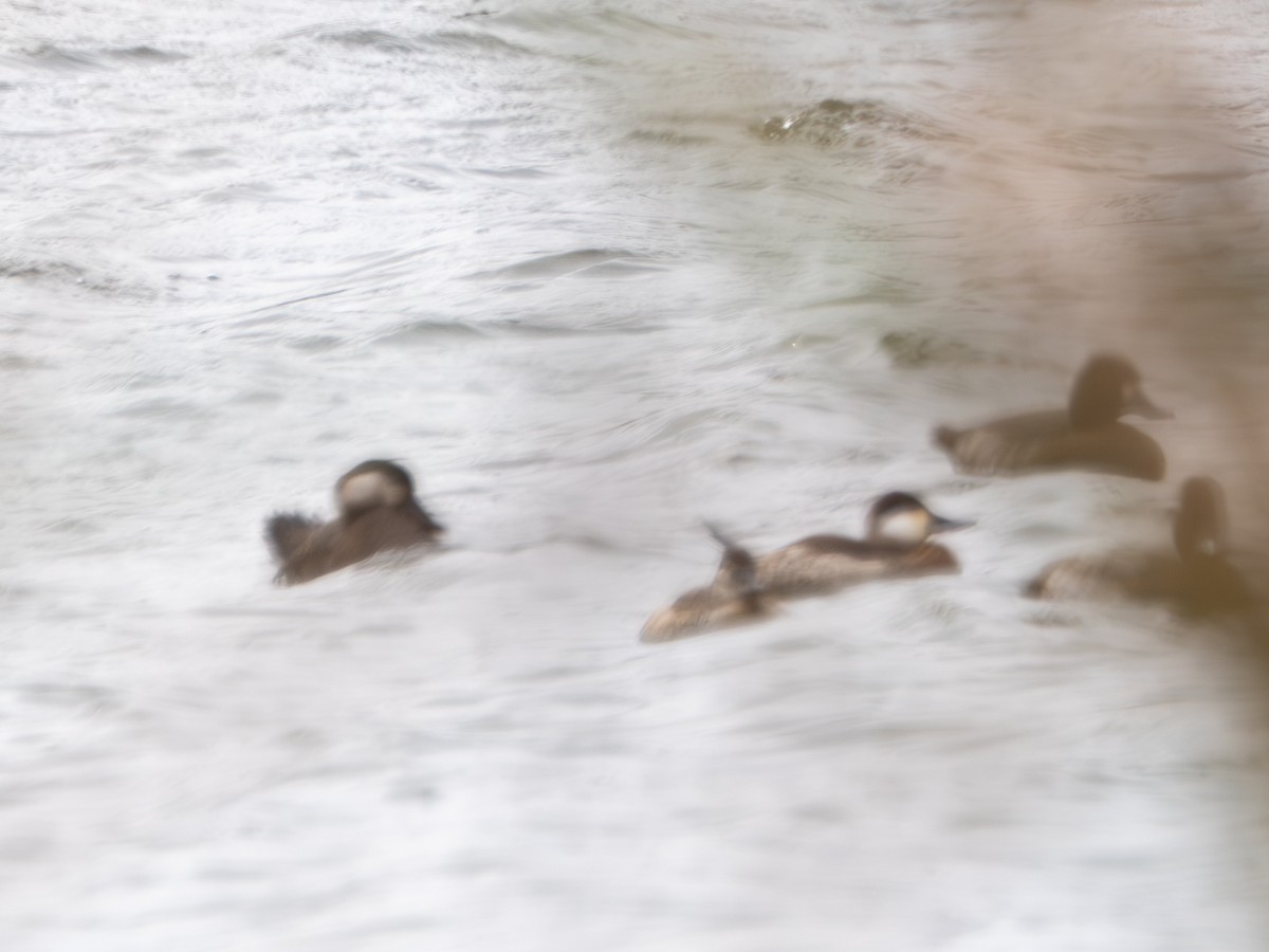 amerikasvartand - ML646176114