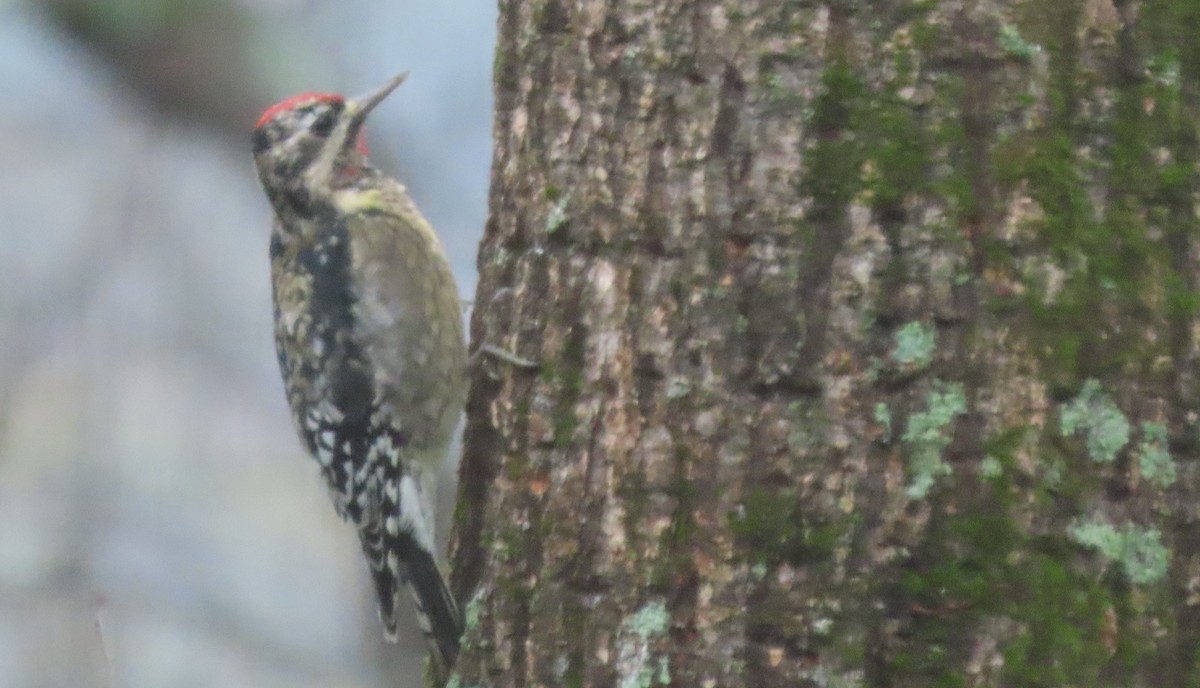 Yellow-bellied Sapsucker - ML646176149