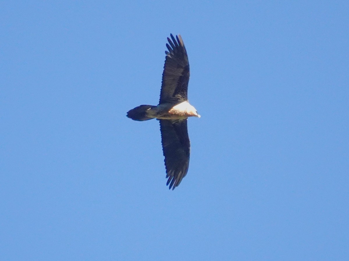 Bearded Vulture - ML646176157
