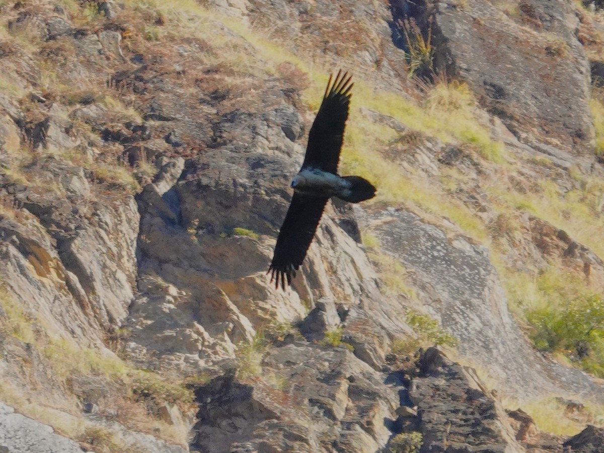 Bearded Vulture - ML646176159