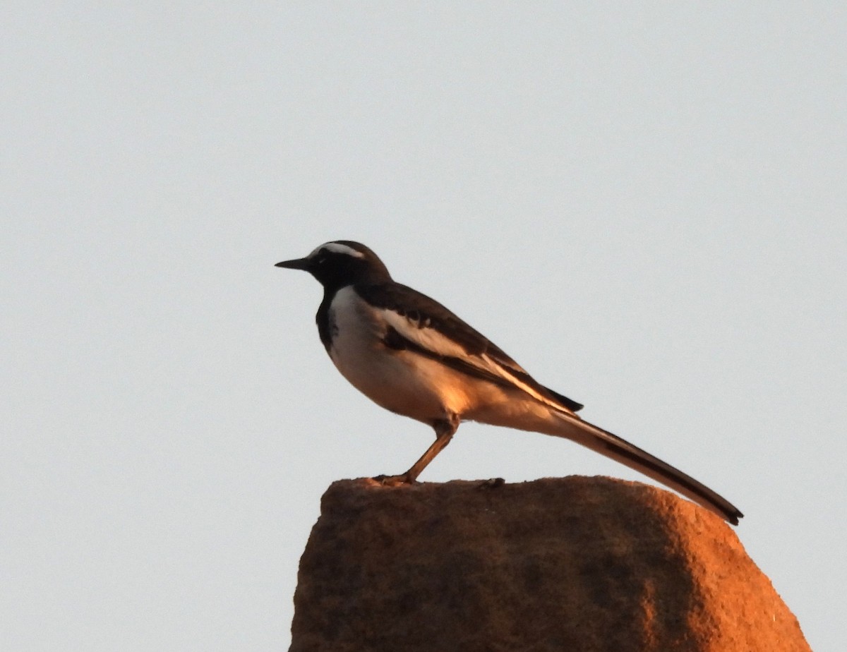 White-browed Wagtail - ML646176160