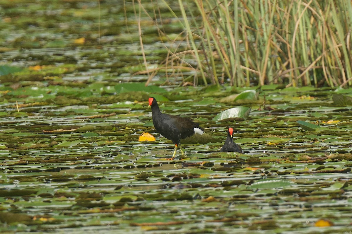 סופית אמריקנית - ML646176161
