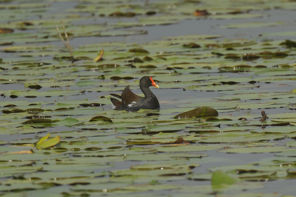סופית אמריקנית - ML646176162
