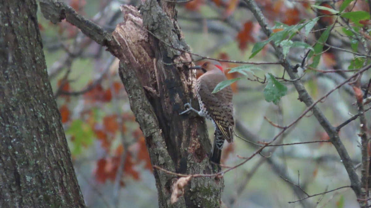 Northern Flicker - ML646176166