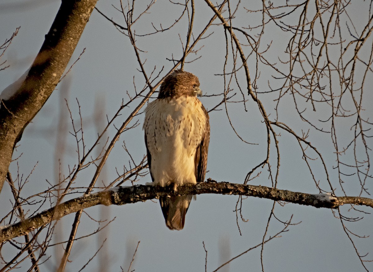 Kızıl Kuyruklu Şahin - ML646176170