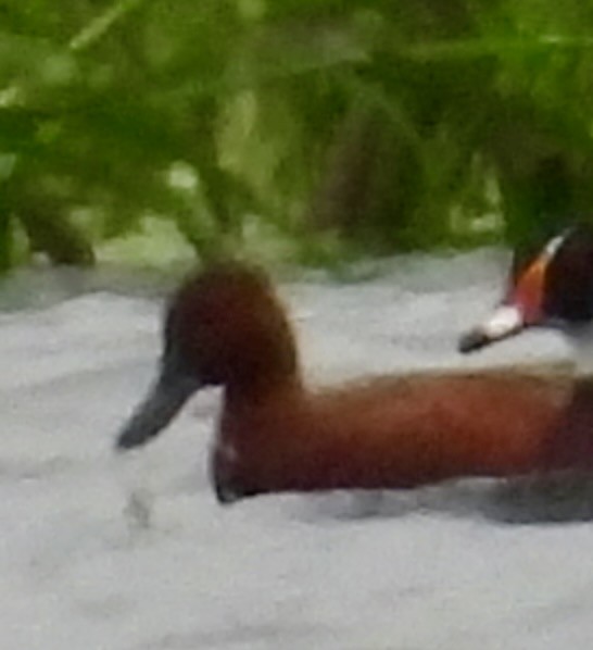 Cinnamon Teal - ML646176173