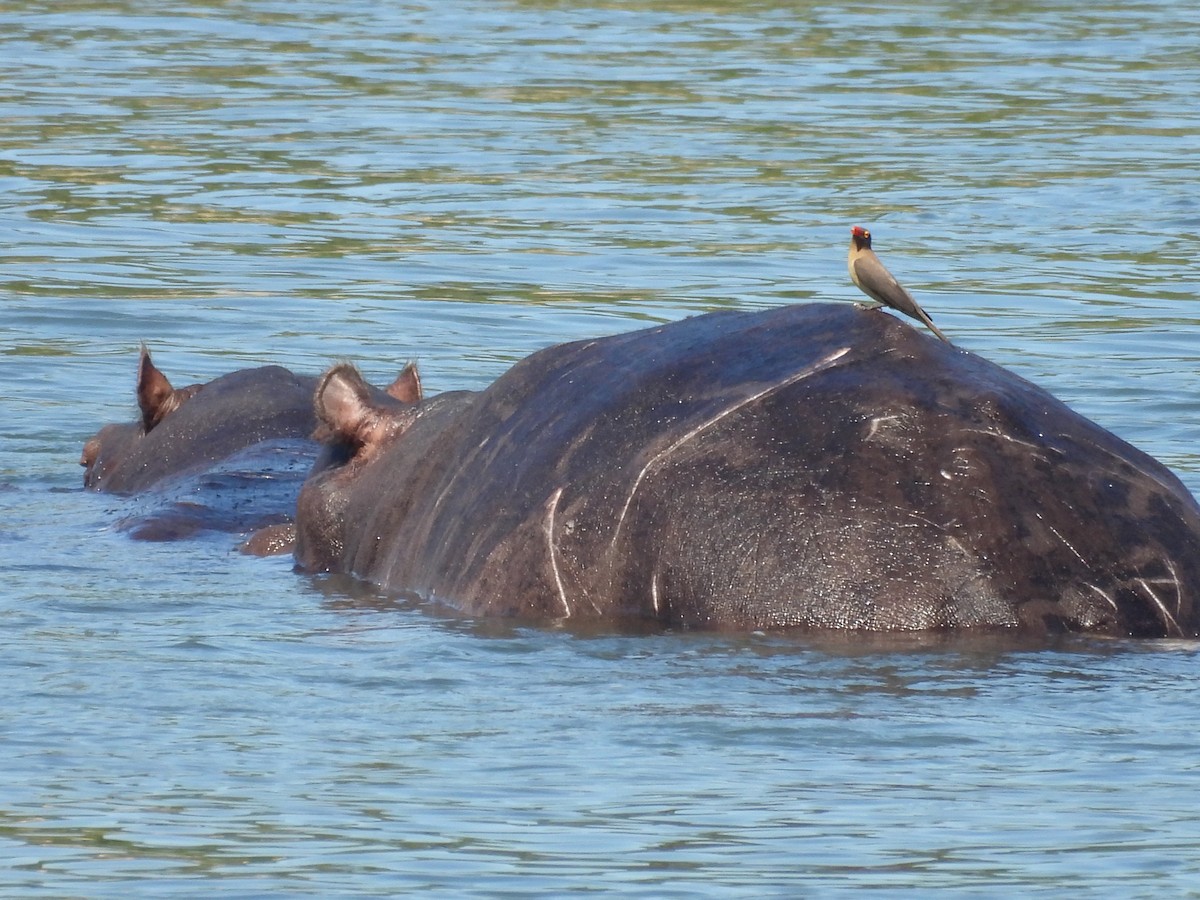 Red-billed Oxpecker - ML646176174