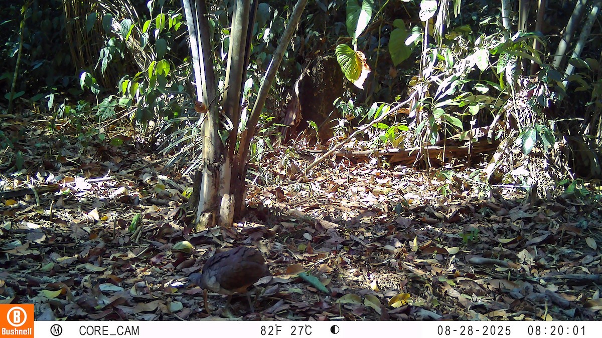 Little Tinamou - ML646176175