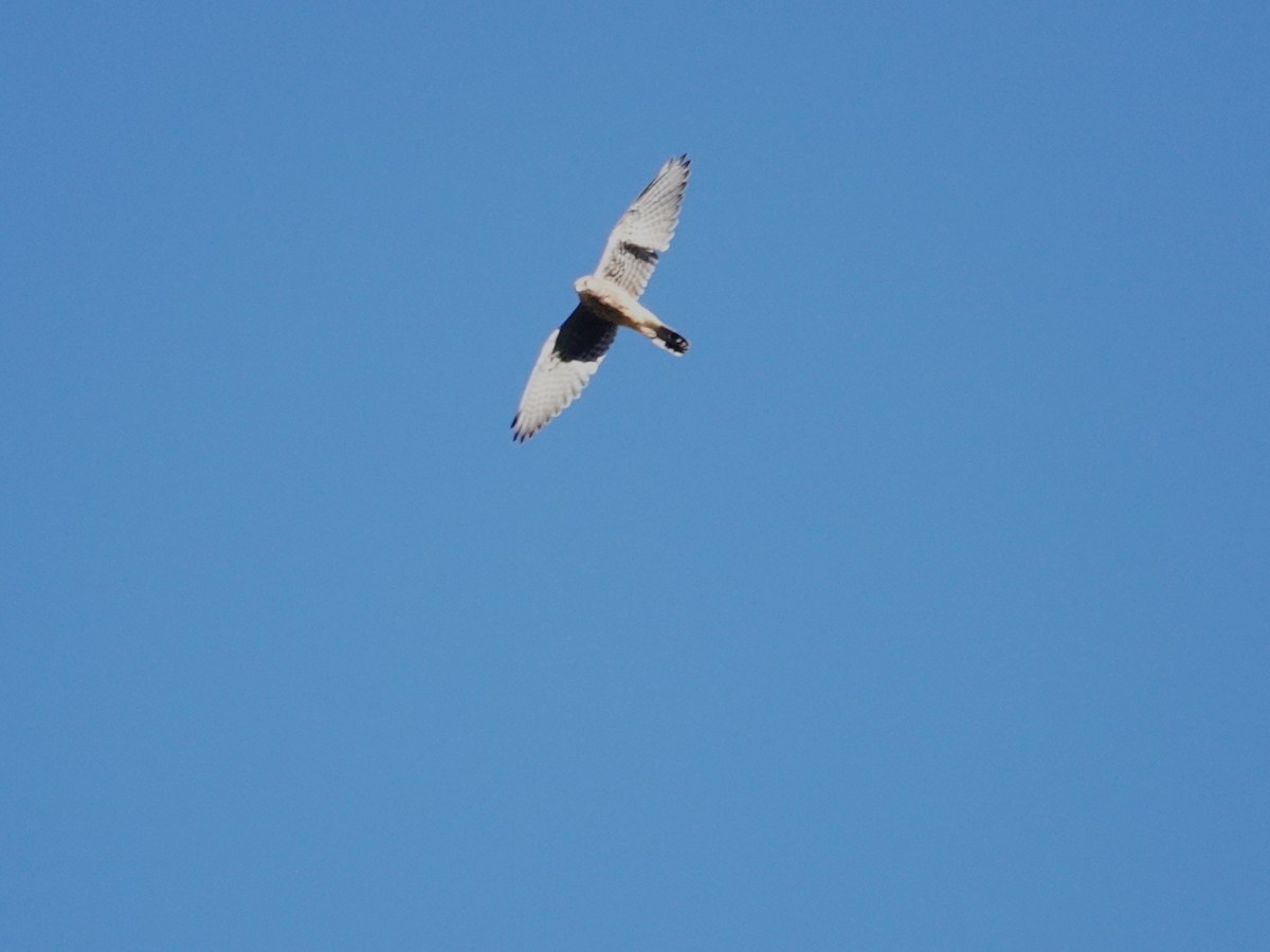Eurasian Sparrowhawk - ML646176177