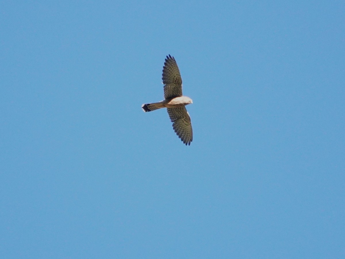 Eurasian Sparrowhawk - ML646176178