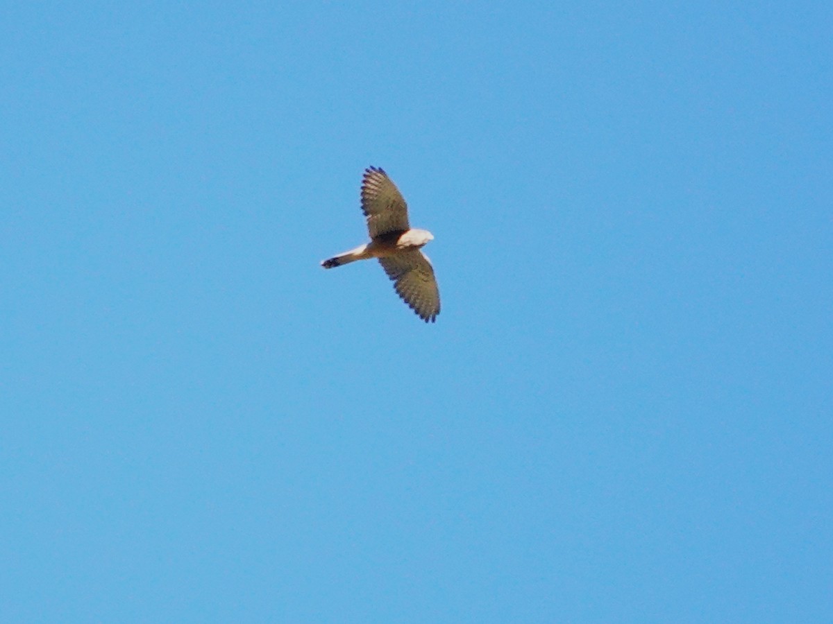Eurasian Sparrowhawk - ML646176179