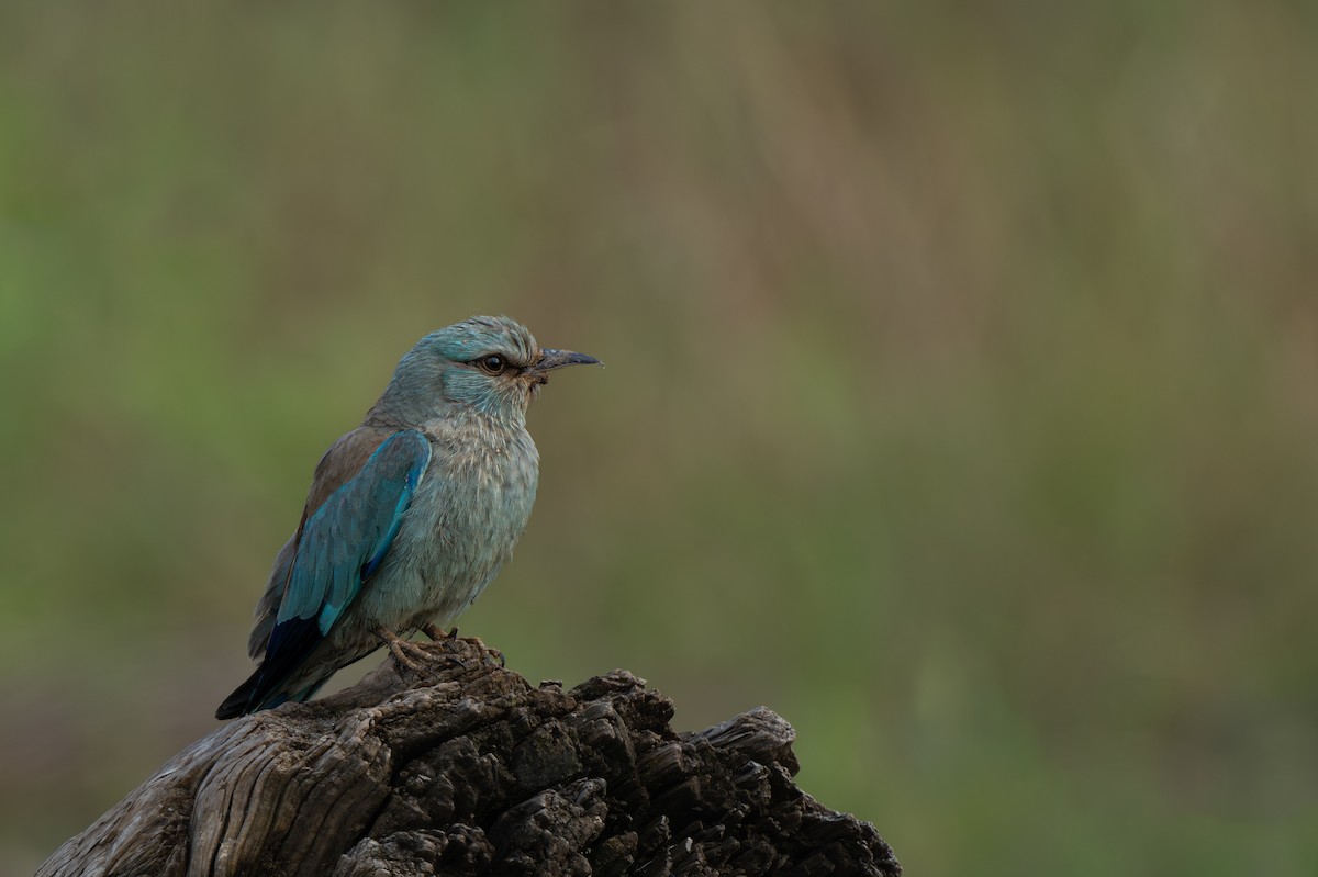 European Roller - ML646176181