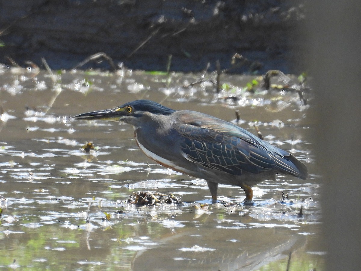 Little Heron - ML646176183