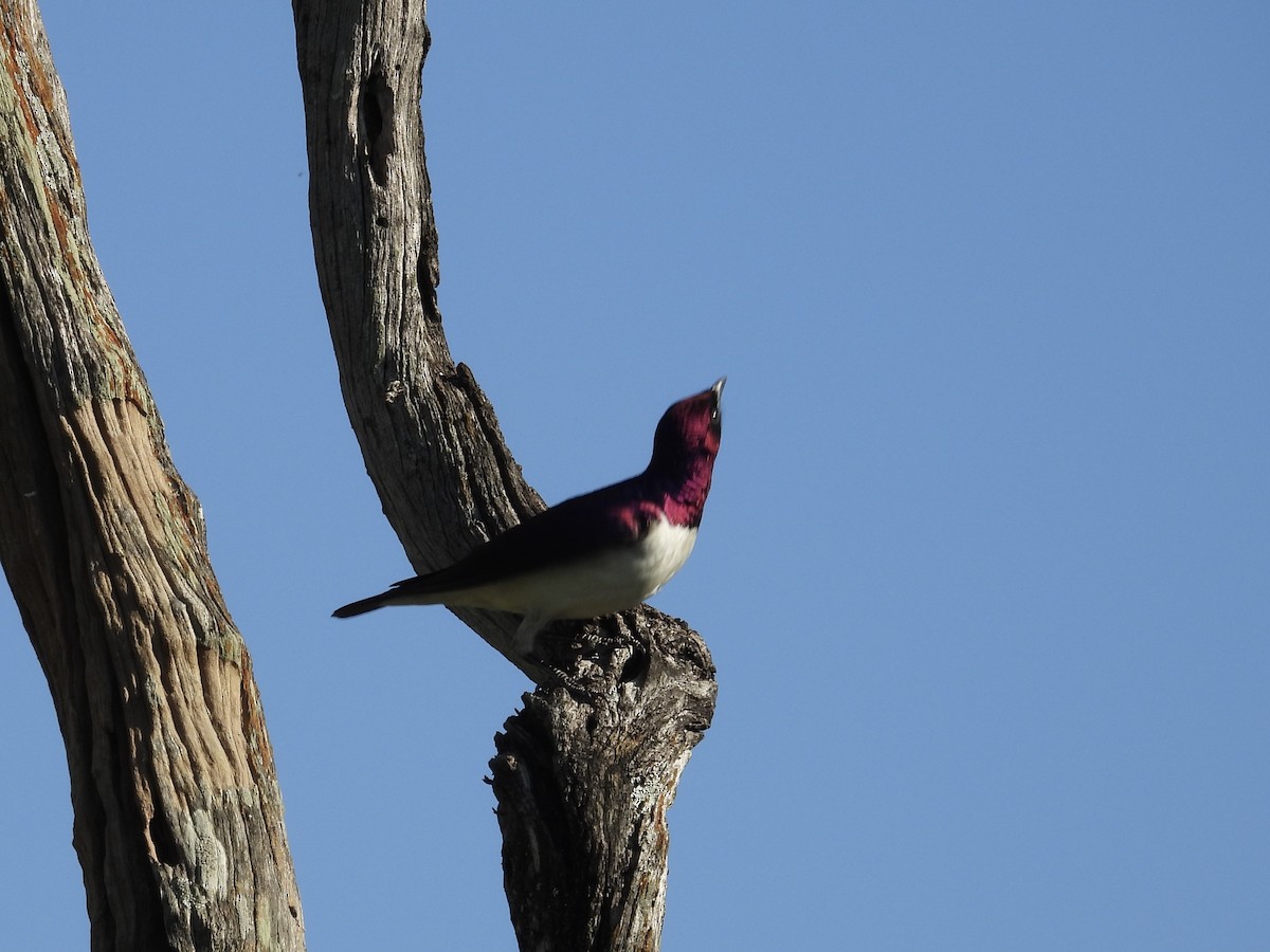 Violet-backed Starling - ML646176184