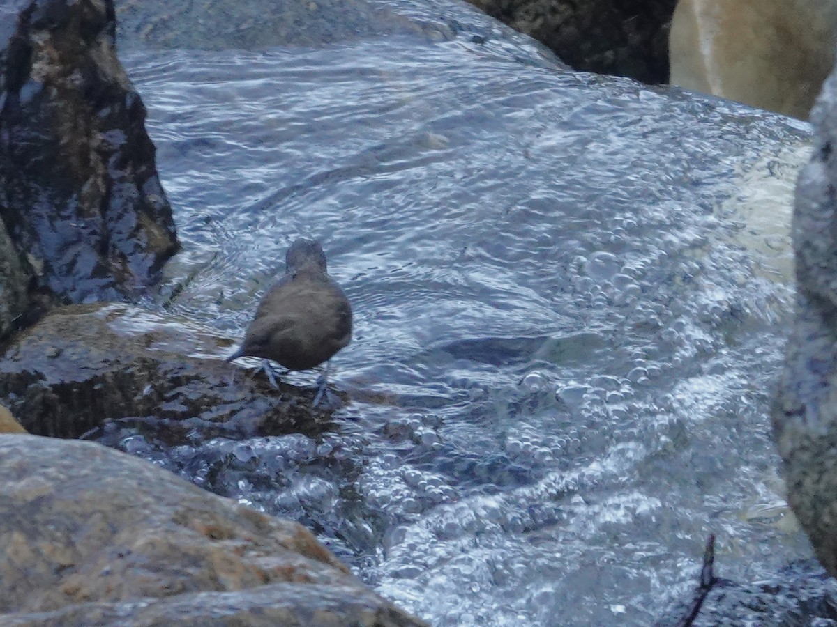 Brown Dipper - ML646176186