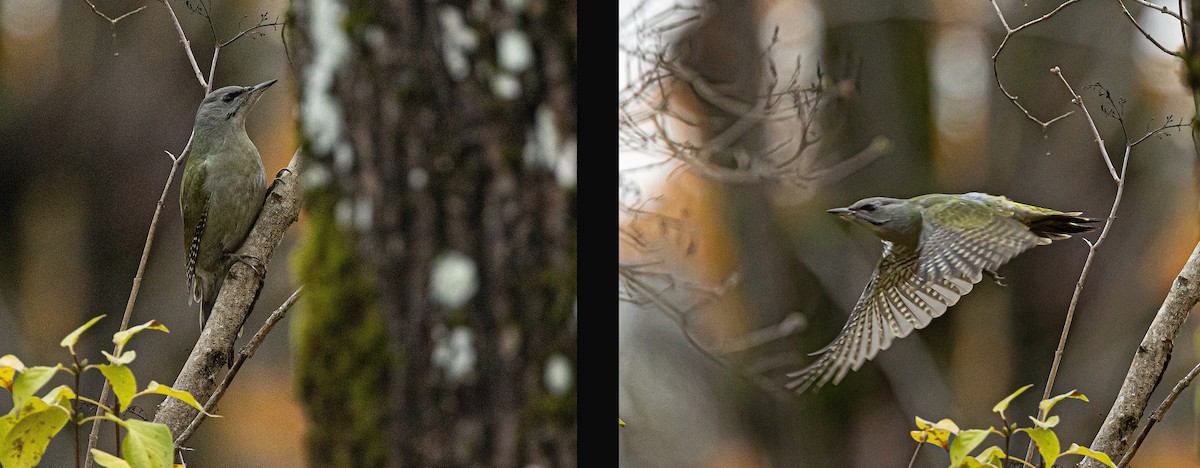 Gray-headed Woodpecker - ML646176187