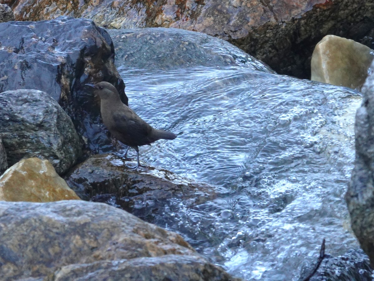 Brown Dipper - ML646176188