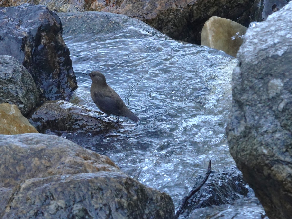 Brown Dipper - ML646176189