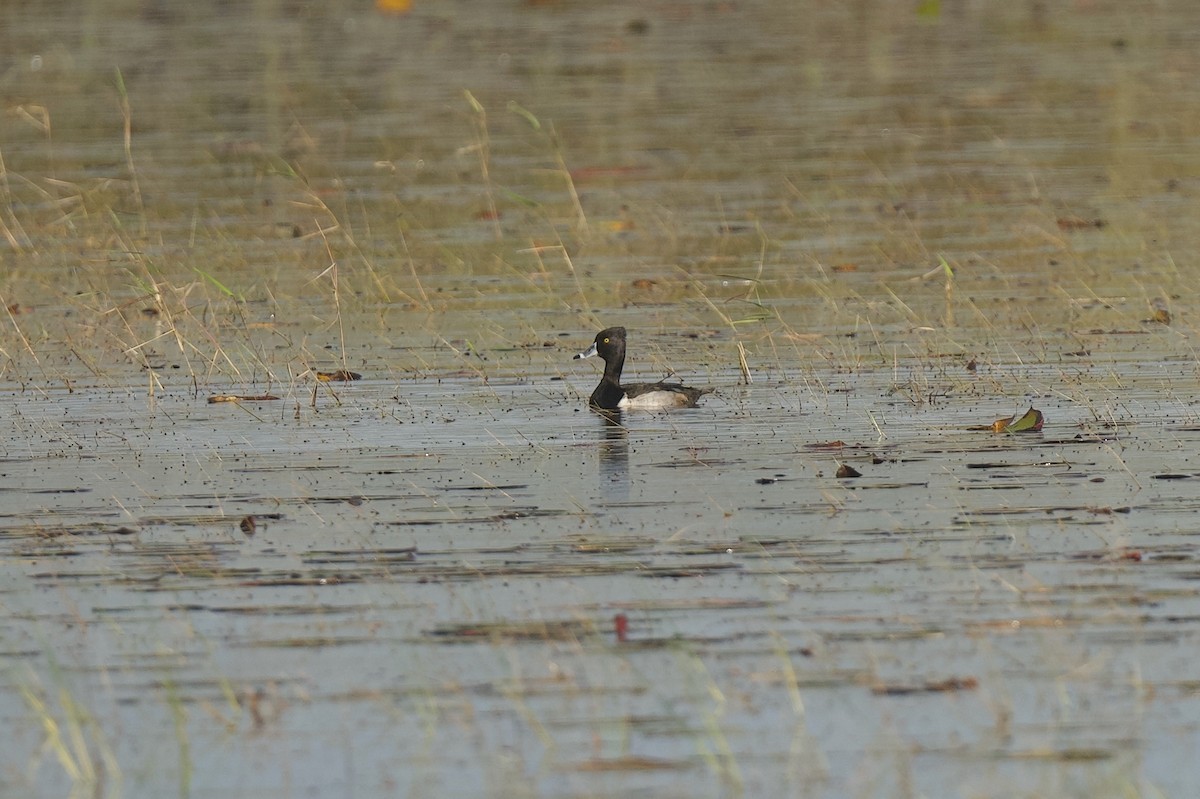 Ring-necked Duck - ML646176190