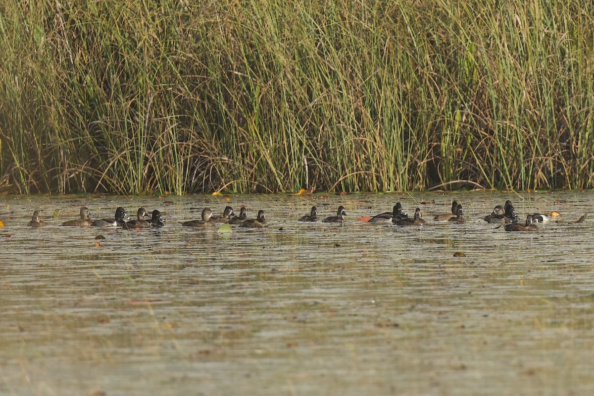 Ring-necked Duck - ML646176191