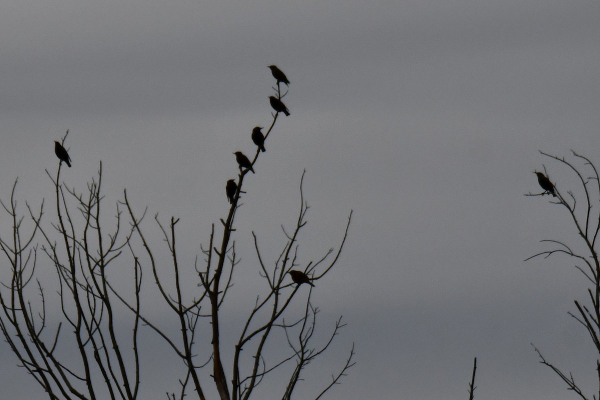 European Starling - ML646176192