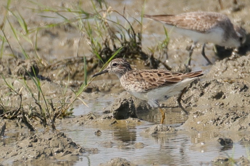 Long-toed Stint - ML646176193
