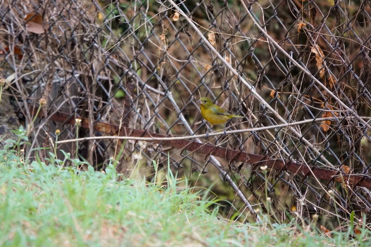 Painted Bunting - ML646176194