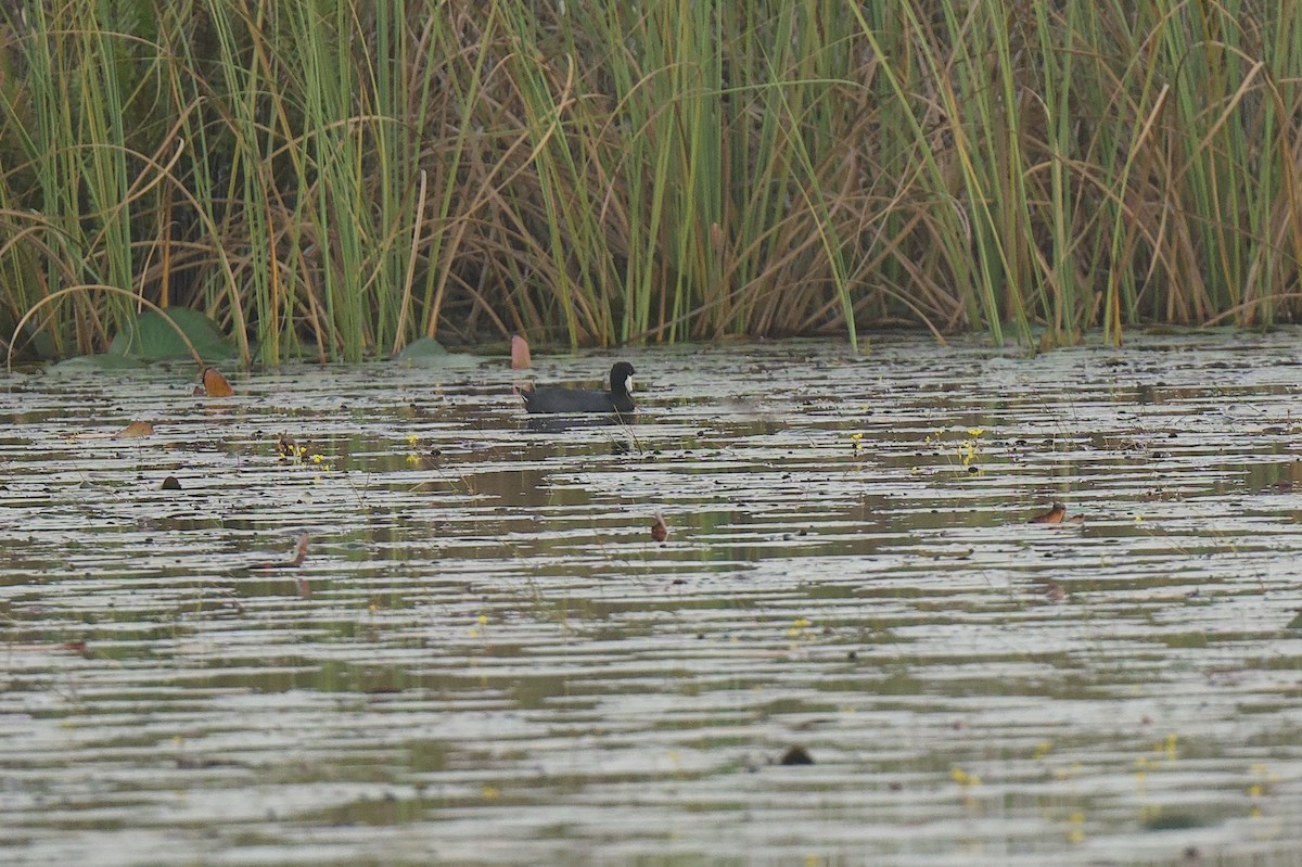 American Coot - ML646176195