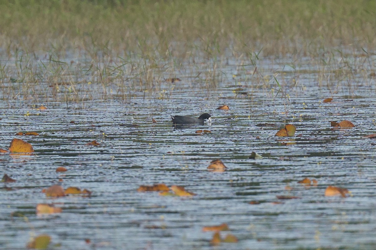 American Coot - ML646176196