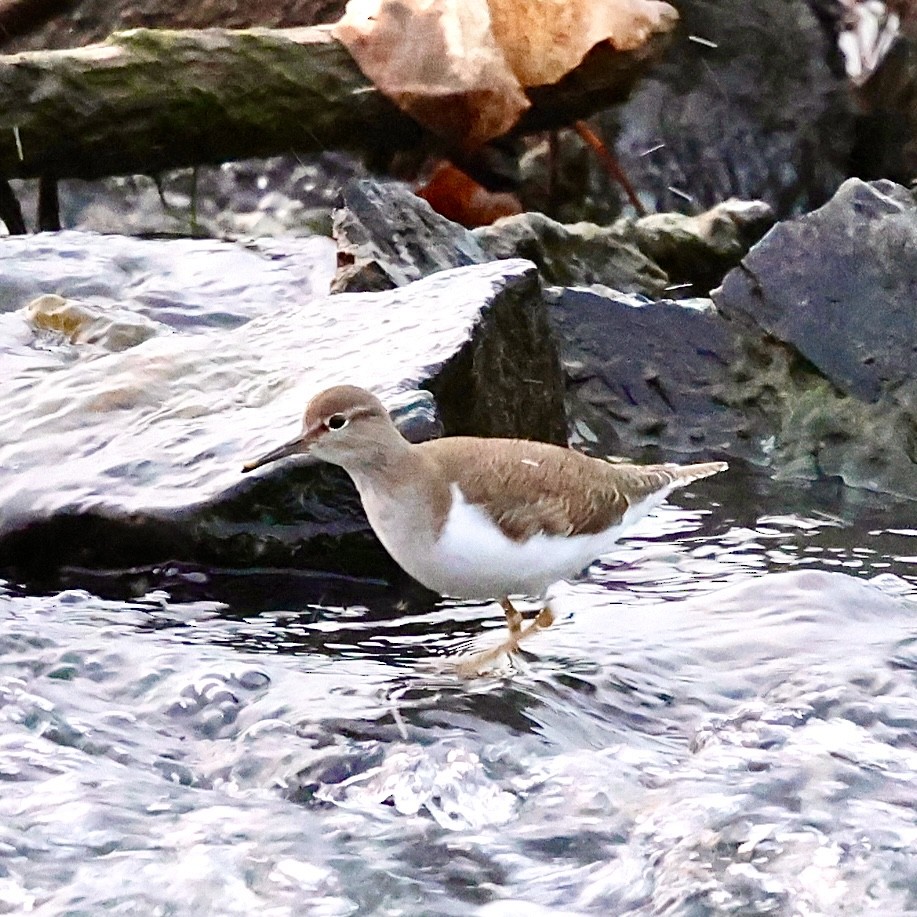 Common Sandpiper - ML646176198