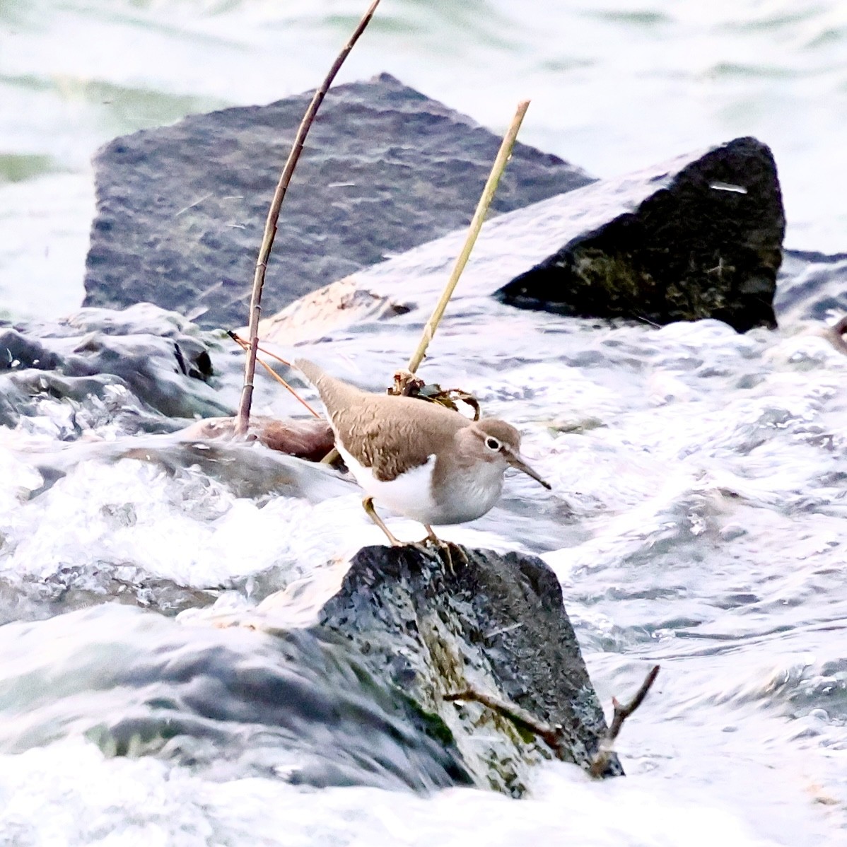 Common Sandpiper - ML646176199