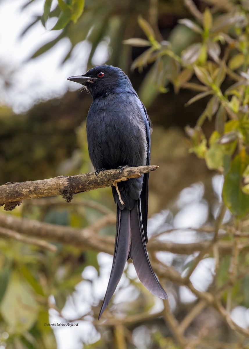 Ashy Drongo - ML646176200