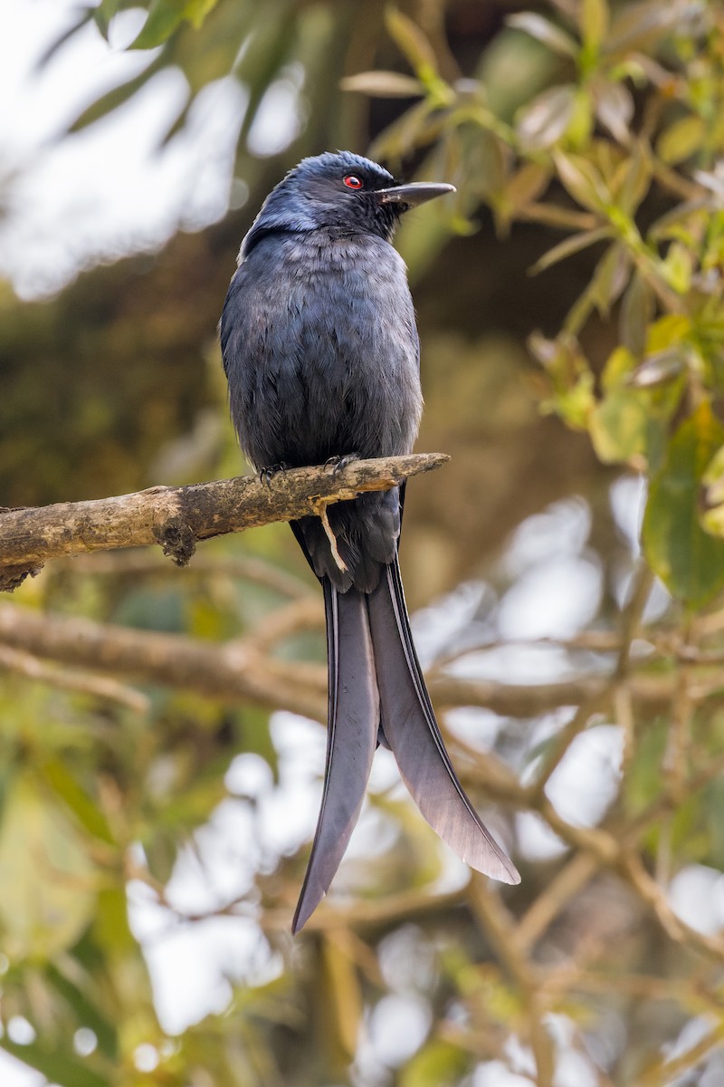 Ashy Drongo - ML646176201