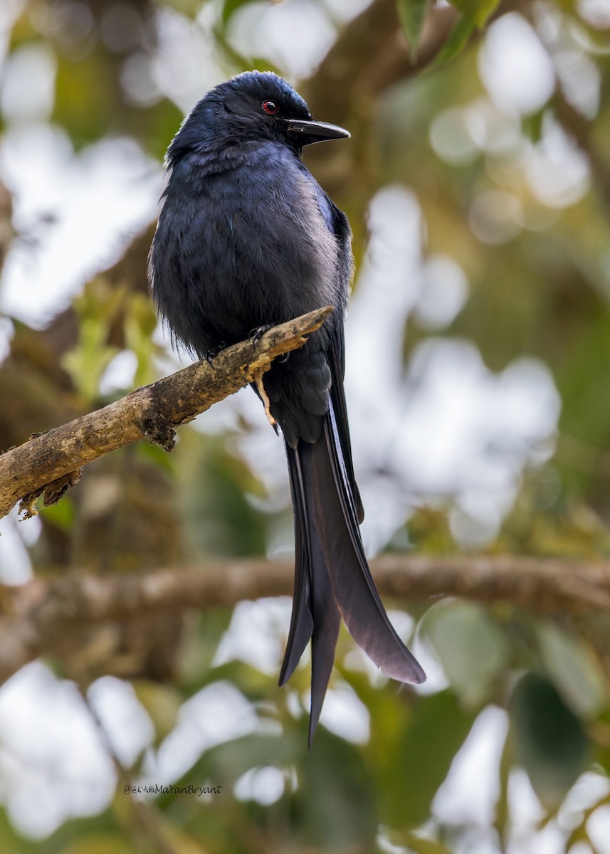 Ashy Drongo - ML646176202
