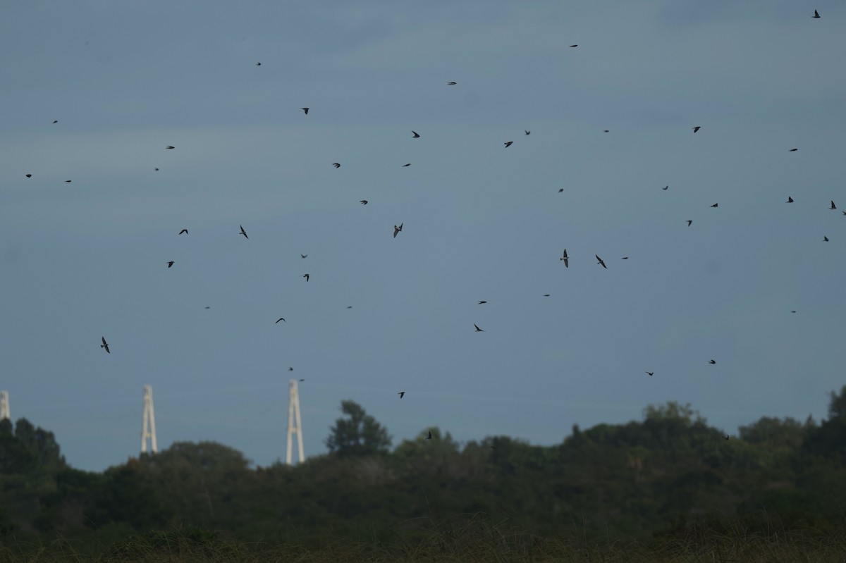 Tree Swallow - ML646176203