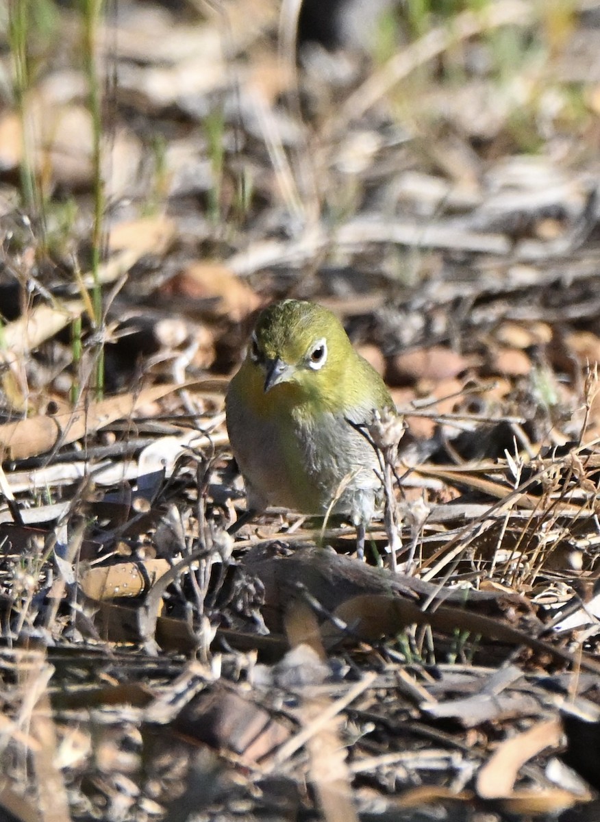Silvereye - ML646176204